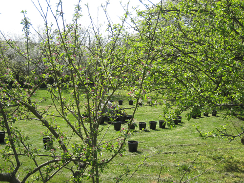 Pernille Toft Lund 1116 IMG 6244 500