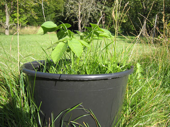 Pernille Toft Lund 1347 IMG 9131 8cm