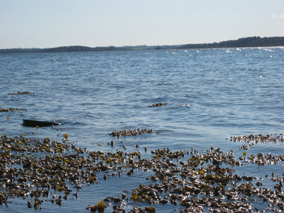 Pernille Toft Lund 1103 IMG 5892 8cm