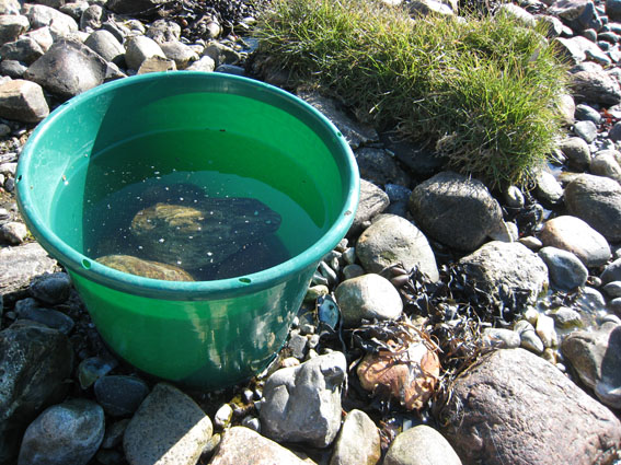 Pernille Toft Lund 1105 IMG 5905 8cm